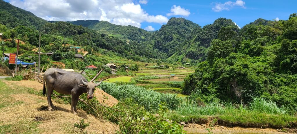 Búfalo de agua en una aldea rural vietnamita, con casas de madera y campos de arroz al fondo