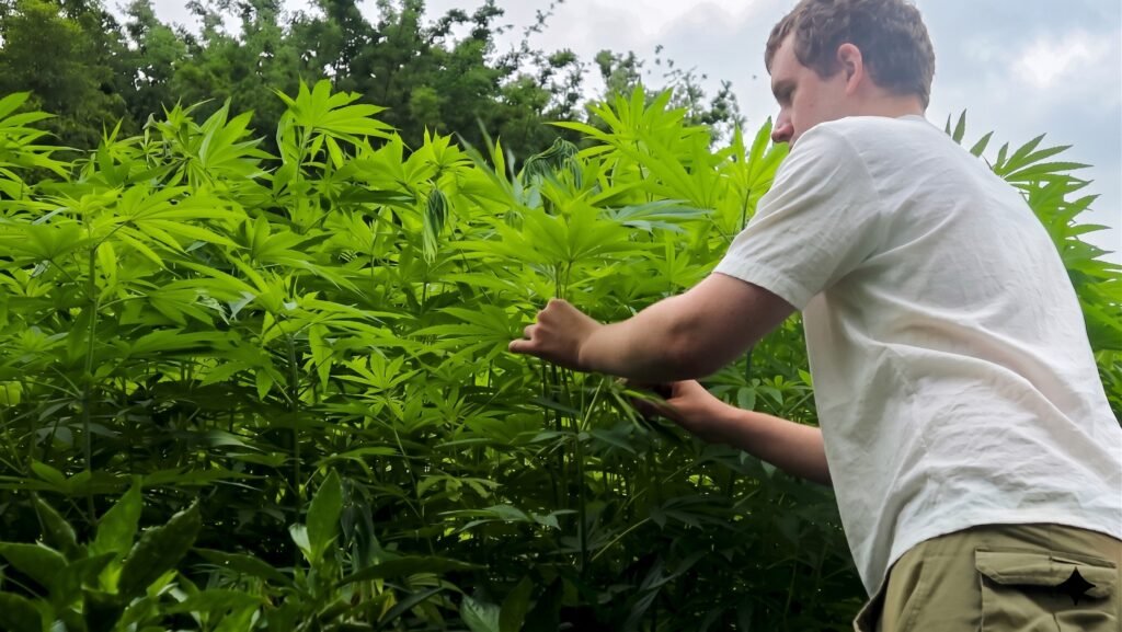 Alberto examinando plantas de cáñamo industrial en un campo de Vietnam