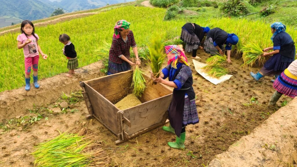 Mujeres de etnia minoritaria hmong en Vietnam cosechando arroz a mano vistiendo traje tradicional