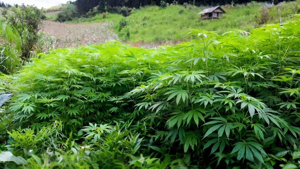 Plantación de cáñamo industrial en una ladera de montaña en Vietnam