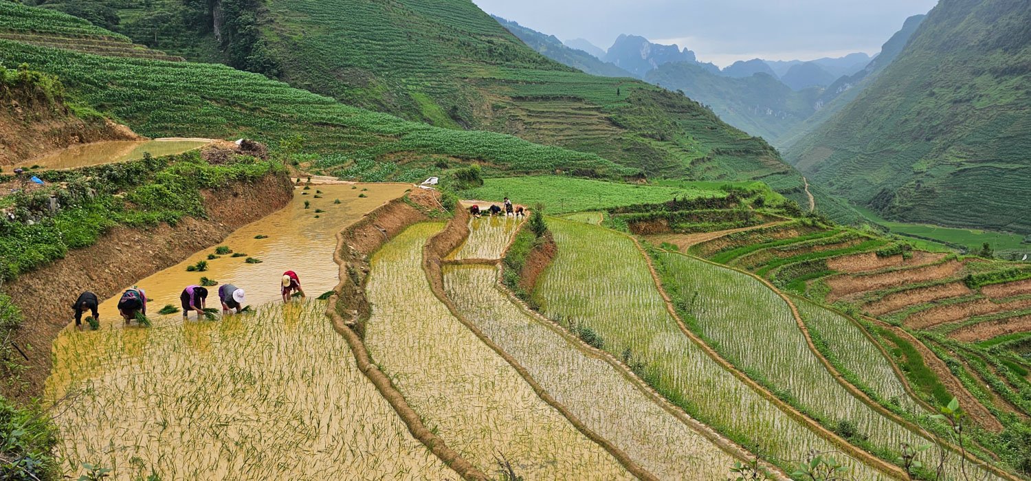 Un grupo de agricultores locales trabajando en la siembra de arroz en unas impresionantes terrazas inundadas de agua, rodeados por los inmensos valles verdes y montañas kársticas de Ha Giang, Vietnam.