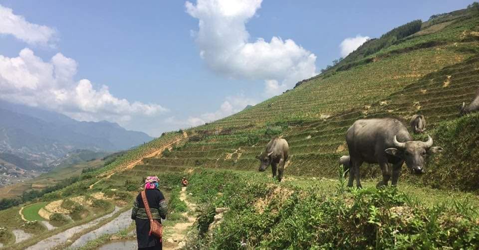 Mama Vu Vi caminando por un sendero entre arrozales en terrazas con búfalos de agua pastando, valle de Sapa